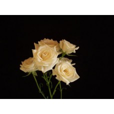 Spray Roses - Majolika Cream
